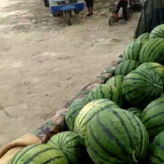 河北清苑京欣西瓜 清苑县，清凉城村