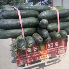 郯城今年冬瓜种植面积比往年多了不少