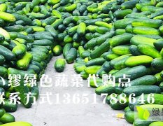 江苏海安今年的冬瓜现已大量上市