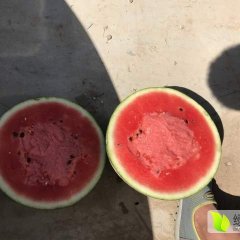 河北清苑西瓜代办