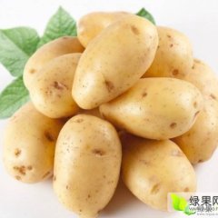 2017河南黄心土豆新鲜出炉~欢迎收购！