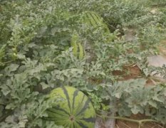 2017正定西瓜 将近有上百亩的西瓜在销售