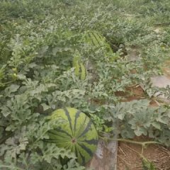 2017正定西瓜 将近有上百亩的西瓜在销售