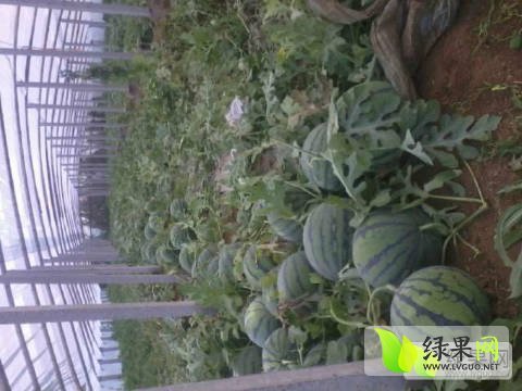 2017年河南中牟黑皮无籽价格