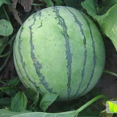 凌海，右卫西瓜大量上市了