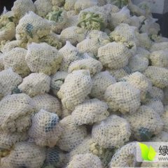 江苏沛县有万亩青梗白面花菜，基地种植面积大
