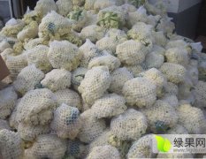 江苏沛县有万亩青梗白面花菜，基地种植面积大