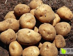 2017象山土豆 荷兰大土豆，单重2两以上