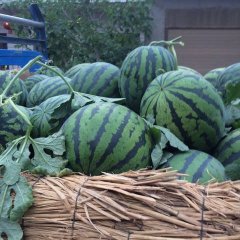 陕西蒲城主营大棚西瓜，甜王，黑无籽