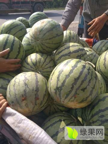 麒麟西瓜价格