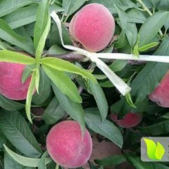 大荔毛桃，油桃大掉价了