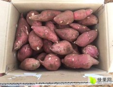 2017遂溪红薯 自己种植无需代办费用