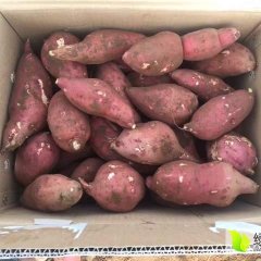 2017遂溪红薯 自己种植无需代办费用