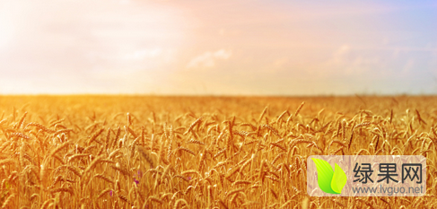 山东最大的小麦基地  沾化小麦大量上市
