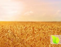 山东最大的小麦基地  沾化小麦大量上市