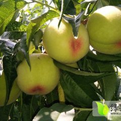 安徽省砀山县蜜桃口感好颜色好