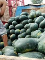湖北钟祥黑美人西瓜大量上市了