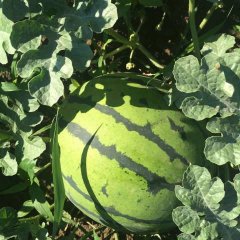 河北清苑露天京欣西瓜大量上市