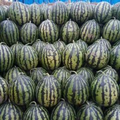 辽宁锦州市西瓜个大皮薄而且均匀