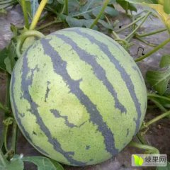 河北保定西瓜种植历史悠久，正在上市中