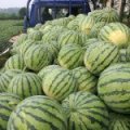 东西湖东山刘磊6月8424西瓜