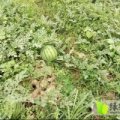 湖北省钟祥市官庄湖农场西瓜熟了