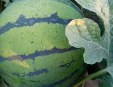 山东西瓜 本地长年种植甜瓜，西瓜