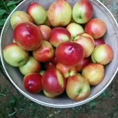 陕西大荔油桃 油桃风味浓甜