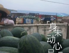 2017宜城板桥店镇种植西瓜几十年，面积大