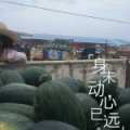 2017宜城板桥店镇种植西瓜几十年，面积大