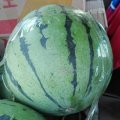2018坊子本地西瓜以大量上市，质量优