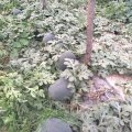 中牟韩寺镇黑皮无子 ，京欣，大棚黑皮无子