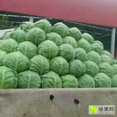 河北蔚县草沟堡乡甘蓝销售中心 - 章涛诚信代收