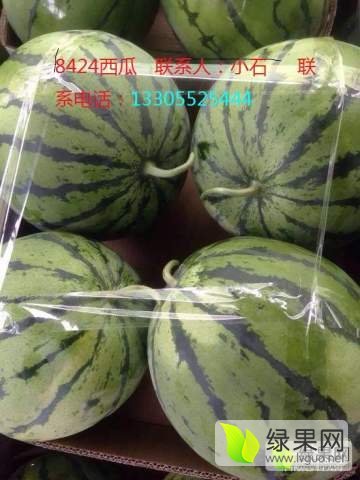 8424西瓜价格