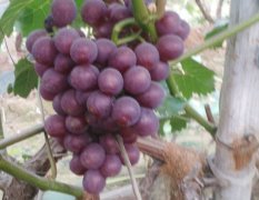2017永年本地区，有大量优质葡萄以上市