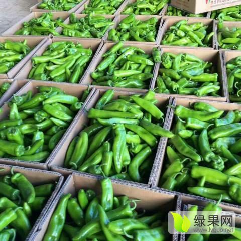2017年陕西定边金牛角价格