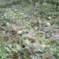 萧县大屯镇8424不嫁接西瓜 品质好