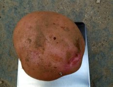 云南高山红皮土豆，黄心 每天可走货60吨