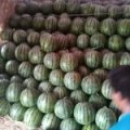 新民市小梁山西瓜正式上市 甜王 京欣