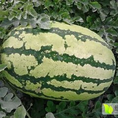 甘肃星汇电子商务有限公司