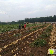 山东滕州现有300亩刚上市的荷兰土豆