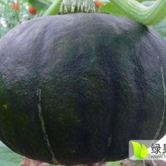 黑皮南瓜已上市，大量供应南瓜