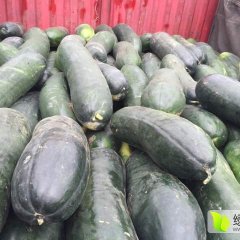 郯城子弹头黑皮冬瓜  苏北鲁南地区冬瓜基地