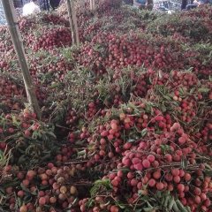 忠诚农副产品合作社 荔枝价格