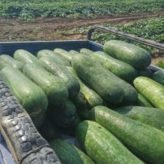 山东郯城子弹头黑皮冬瓜随行就市