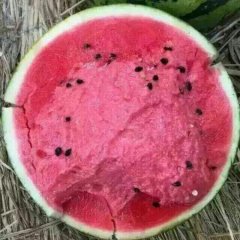 河北邢台隆尧小棚西瓜大面积上市