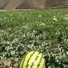 2017年旱沙地西瓜已经成熟了