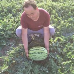 会宁西瓜火热上市,郭城韩向国诚信合作