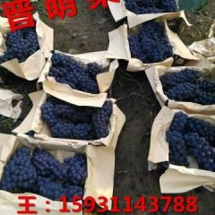 晋州市周头王强7月京亚葡萄