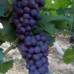 永年大量京亚葡萄以上市。价格优